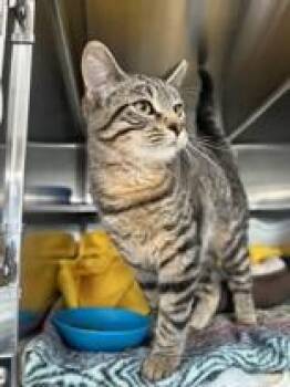 Kira -  Domestic Short Hair Cat for Adoption in Manitowoc, Wisconsin - Kira | PetCurious