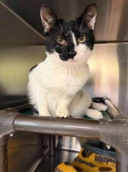 Sahara -  Domestic Medium Hair Cat for Adoption in Williamsport, Pennsylvania - Sahara | PetCurious