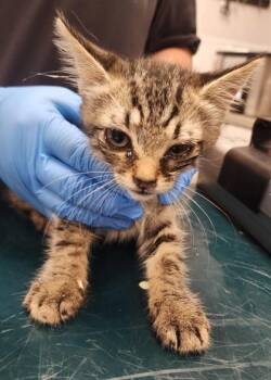 Benson -  Domestic Short Hair Cat for Adoption in Gastonia, North Carolina - Benson | PetCurious