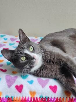 TWIGGY -  Domestic Short Hair Cat for Adoption - TWIGGY | PetCurious