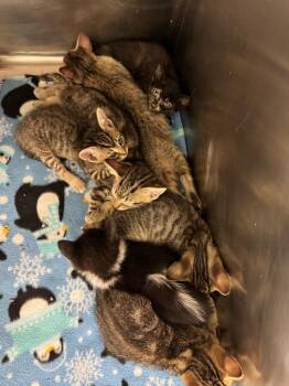 Leo -  Domestic Short Hair Cat for Adoption in Belton, Texas - Leo | PetCurious