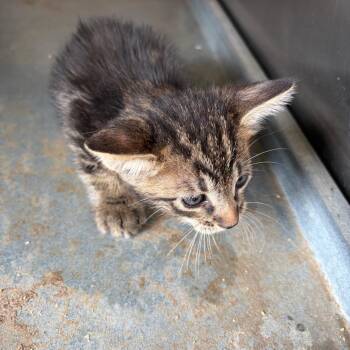 Andre -  Domestic Short Hair Cat for Adoption in Edinburg, Texas - Andre | PetCurious