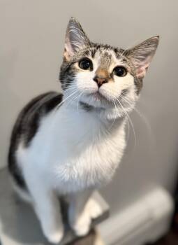 Rescue Domestic Short Hair and Tabby Cats for Adoption in Rochester Hills, Michigan - Amon-Ra St. Brown | PetCurious