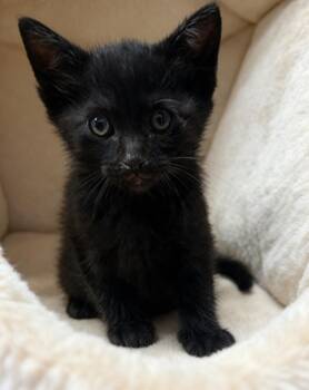 Domestic Short Hair Cats Available for Adoption in Cottonwood, Arizona - Pickles | PetCurious