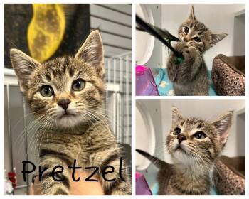 Giant Jumbo Pretzel -  Domestic Short Hair Cat for Adoption in Pierceton, Indiana - Giant Jumbo Pretzel | PetCurious