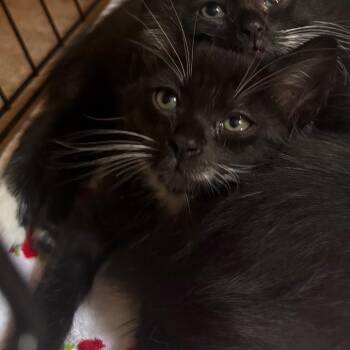 Propel Paul -  Domestic Short Hair Cat for Adoption in Wilmington, Delaware - Propel Paul | PetCurious