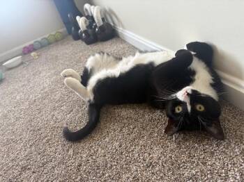Rescue Domestic Short Hair Cats for Adoption in Parkville, Maryland - Skinny | PetCurious