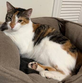 Cassie -  Calico and Tabby Cat for Adoption in Columbia, South Carolina - Cassie | PetCurious