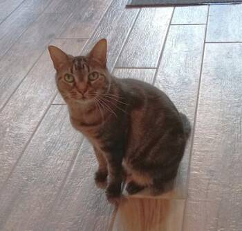 Domestic Short Hair Cats Available for Adoption - Kitty | PetCurious