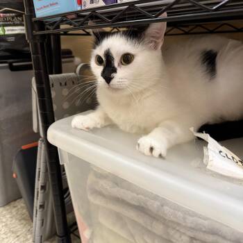 Isabelle -  Domestic Short Hair Cat for Adoption in Worcester, Massachusetts - Isabelle | PetCurious