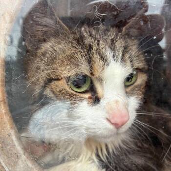 Rope -  Domestic Short Hair Cat for Adoption in Philadelphia, Pennsylvania - Rope | PetCurious
