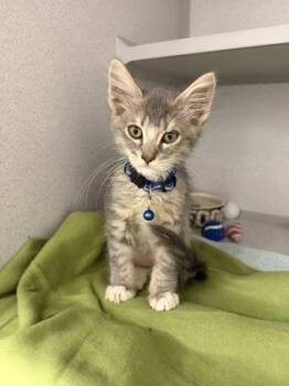 Rickets -  Domestic Short Hair Cat for Adoption in Sacramento, California - Rickets | PetCurious