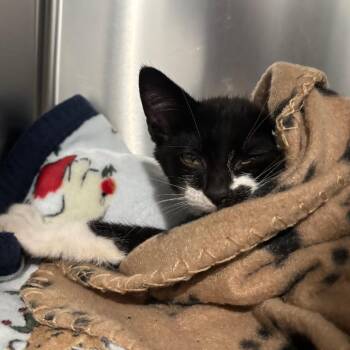 Secret Agent -  Domestic Short Hair Cat for Adoption in Fairmont, West Virginia - Secret Agent | PetCurious