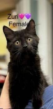 Zuri -  Domestic Medium Hair Cat for Adoption in Cumberland, Maine - Zuri | PetCurious