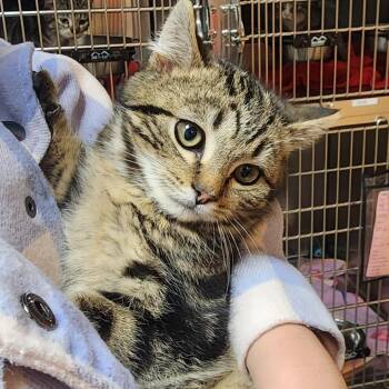 Domestic Short Hair Cats Available for Adoption - IceKing | PetCurious