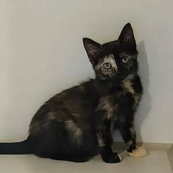 Daizy Dukes -  Domestic Short Hair Cat for Adoption in Winthrop, Maine - Daizy Dukes | PetCurious