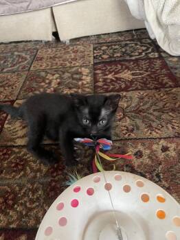 Rescue Domestic Short Hair Cats for Adoption in Katy, Texas - Louie | PetCurious