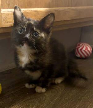 Tootsie -  Domestic Short Hair Cat for Adoption in Indianapolis, Indiana - Tootsie | PetCurious