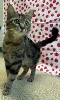 Rescue Domestic Short Hair Cats for Adoption in Anderson, Indiana - CeCe | PetCurious