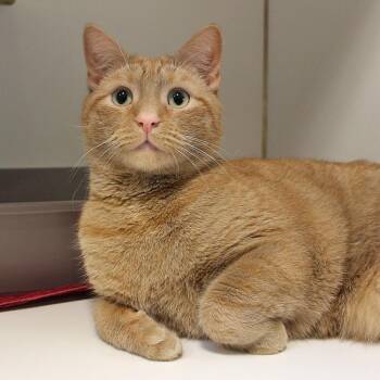 Peach -  Domestic Short Hair Cat for Adoption in Baltimore, Maryland - Peach | PetCurious