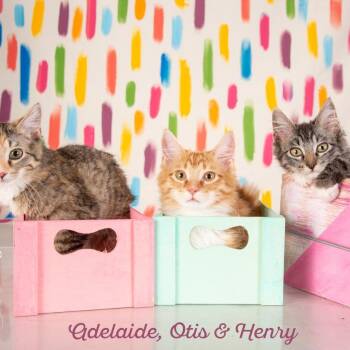 Leo -  Domestic Medium Hair Cat for Adoption in Springfield, Missouri - Leo | PetCurious