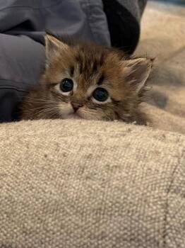 Domestic Medium Hair Cats Available for Adoption in Hartsville, South Carolina - Beanie | PetCurious