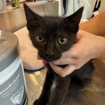 Sun Baby -  Domestic Short Hair Cat for Adoption in Louisville, Kentucky - Sun Baby | PetCurious