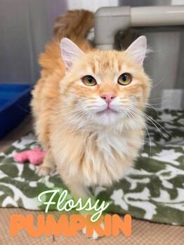 Domestic Long Hair Cats Available for Adoption in Nevada, Iowa - Flossy Pumpkin | PetCurious