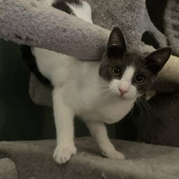 Rescue Domestic Short Hair Cats for Adoption in Fresno, California - Koopa Troopa | PetCurious