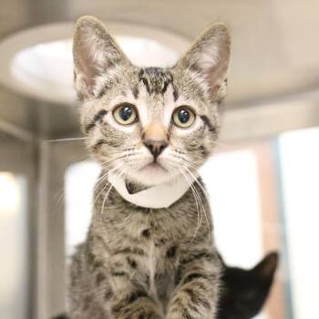 Domestic Short Hair Cats Available for Adoption in Pasadena, California - Highland | PetCurious
