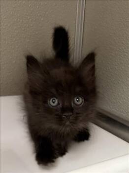 BAMMY -  Domestic Medium Hair Cat for Adoption in Tracy, California - BAMMY | PetCurious