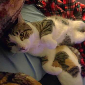 Domestic Short Hair Cats Available for Adoption - Pinecone | PetCurious