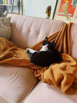 Domestic Short Hair Cats Available for Adoption in West Deptford, New Jersey - Langston | PetCurious