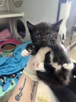 Domestic Short Hair Cats Available for Adoption in Columbus, Indiana - Jan | PetCurious