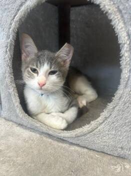 Axel (PA) -  Domestic Short Hair Cat for Adoption in Denham Springs, Louisiana - Axel (PA) | PetCurious