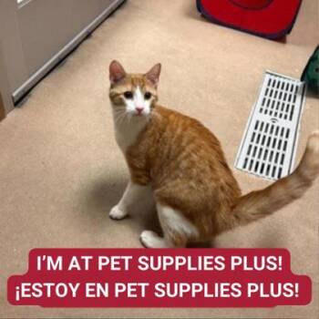 Rescue Domestic Short Hair Cats for Adoption in Carrollton, Texas - River | PetCurious