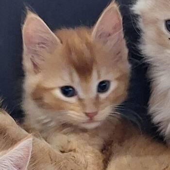 Toulouse -  Domestic Medium Hair Cat Available for Adoption in Montgomery, Alabama - Toulouse | PetCurious