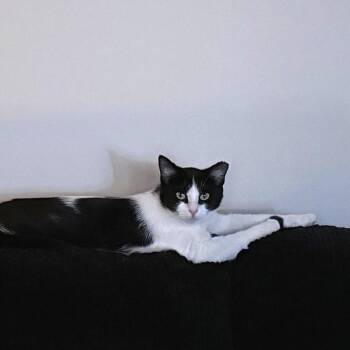 Rhea -  Domestic Short Hair Cat for Adoption in La Grange, Kentucky - Rhea | PetCurious