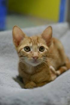 Sage -  Domestic Medium Hair and Domestic Short Hair Cat for Adoption in New Orleans, Louisiana - Sage | PetCurious