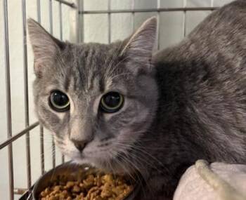 Rescue Domestic Short Hair Cats for Adoption in Cumming, Georgia - Craft 1317-25 | PetCurious