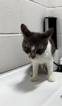 NATHAN -  Domestic Short Hair Cat for Adoption - NATHAN | PetCurious