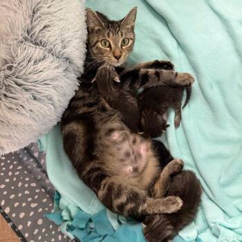 Mama Laura -  Domestic Short Hair Cat for Adoption in Port Richey, Florida - Mama Laura | PetCurious