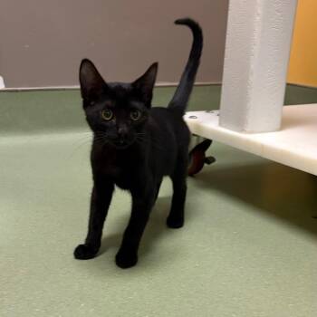 Panko -  Domestic Short Hair Cat for Adoption in Norman, Oklahoma - Panko | PetCurious