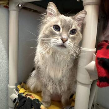 Domestic Long Hair and Ragdoll Cats Available for Adoption in Woodinville, Washington - Casper | PetCurious