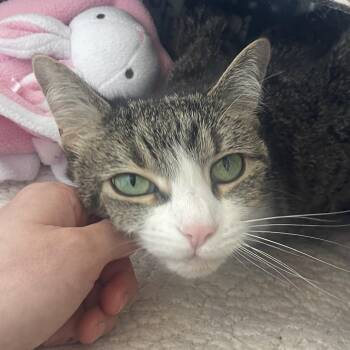 Lulu -  Domestic Short Hair and Mixed Breed Cat for Adoption in Chicago, Illinois - Lulu | PetCurious
