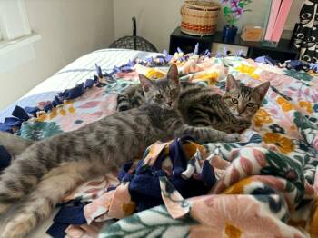 Domestic Short Hair Cats Available for Adoption - Gretel | PetCurious