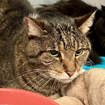 Kobie -  Domestic Short Hair Cat Available for Adoption in Port Charlotte, Florida - Kobie | PetCurious