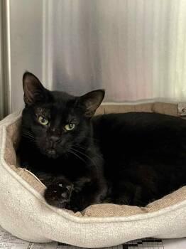 Rescue Domestic Short Hair Cats for Adoption in Covington, Virginia - Jax | PetCurious