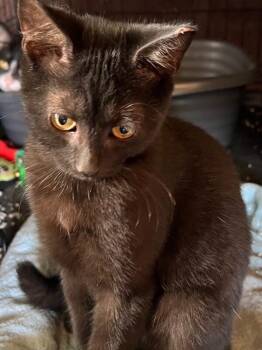 Dori -  Domestic Short Hair Cat for Adoption - Dori | PetCurious