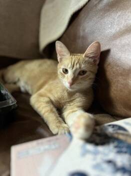 Rescue Domestic Short Hair Cats for Adoption in Sevierville, Tennessee - Tulla | PetCurious